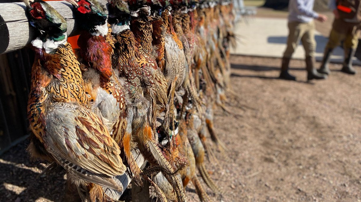 Ringnecks by the dozens.  There is no better sight.
