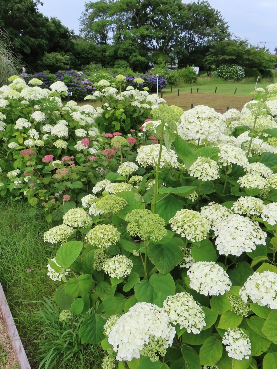 県立観音崎公園 (@kannonzakicoen) on Twitter photo 観音崎公園内でアジサイの見頃が続いています!
写真は本日の花の広場のアジサイです。
濃い紫色の花(写真1・2枚目)が観音崎公園オリジナル品種「汐音」です!
#観音崎公園 #観音崎公園花の広場 #紫陽花 #アジサイ #汐音 観音崎公園内でアジサイの見頃が続いています!
写真は本日の花の広場のアジサイです。
濃い紫色の花(写真1・2枚目)が観音崎公園オリジナル品種「汐音」です!
#観音崎公園 #観音崎公園花の広場 #紫陽花 #アジサイ #汐音