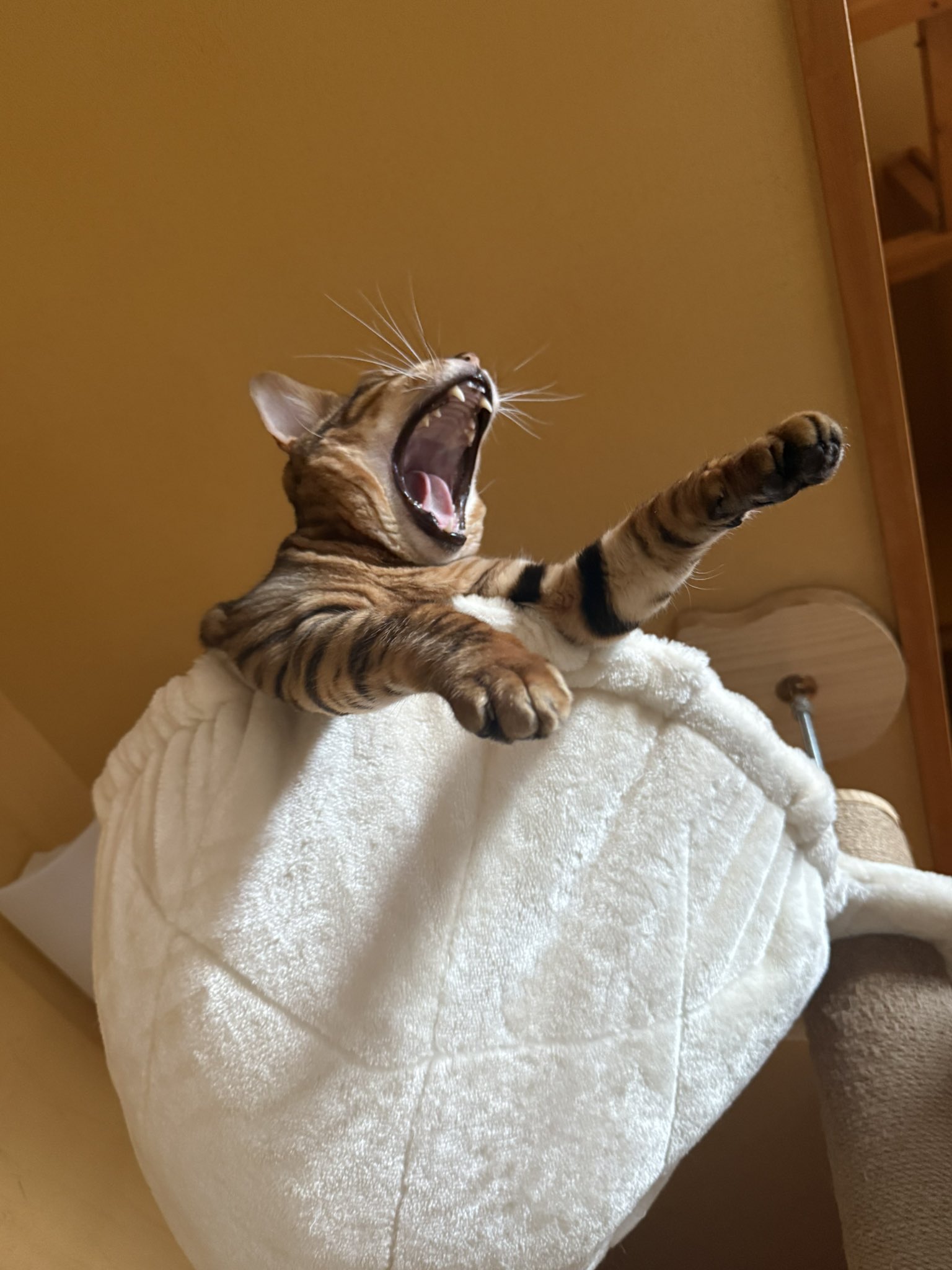 しゅわっち - Search / X