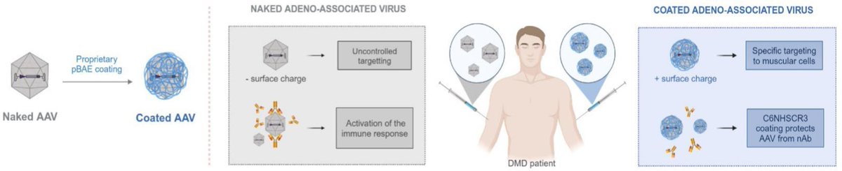 Polymer-based coating of adeno-associated viral particles as a new strategy to evade immune response for DMD treatment.
| Marta Guerra-Rebollo <a href="/IQSbarcelona/">IQS Barcelona</a> | <a href="/CRS_SPLC/">CRS Spanish Portuguese Local Chapter</a> 
[50 days' free access]
#ViralVector #PolymerCoating #DuchenneMuscularDystrophy
kwnsfk27.r.eu-west-1.awstrack.me/L0/https:%2F%2…