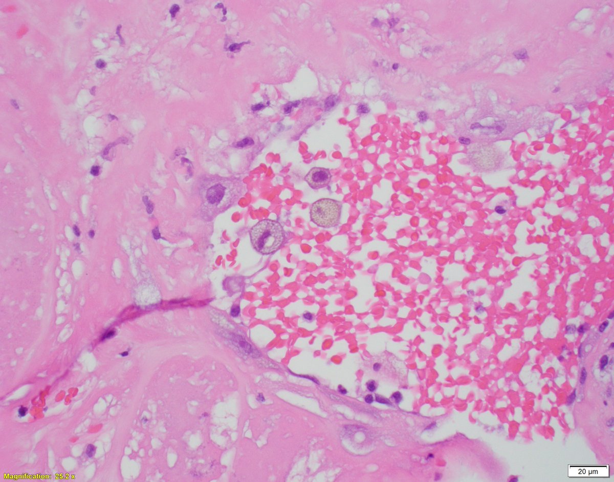 Leon Metlay tweet media