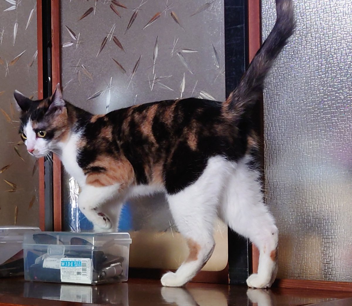 中国に生まれさえしなければ
虐待者共に捕らえられなければ
あの子達は今でも元気に
幸せに暮らしていたかもしれないのに。。。

動物虐待なんて
今すぐこの世からなくなれ！

🔥戦慄！🔥
🔥中国猫の拷問ビジネス🔥