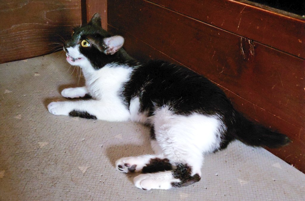 「猫はどんなに喧嘩しても、子猫はたくさんいるようだ。」―エイブラハム・リンカーン
「一番小さな猫でさえ傑作だ。」―レオナルド・ダ・ヴィンチ
「子猫はひげを生やした天使だ。」―アレクシス・フローラ・ホープ
「動物界における子猫は、庭におけるバラのつぼみのようなものだ。」―ロバート・サウジ