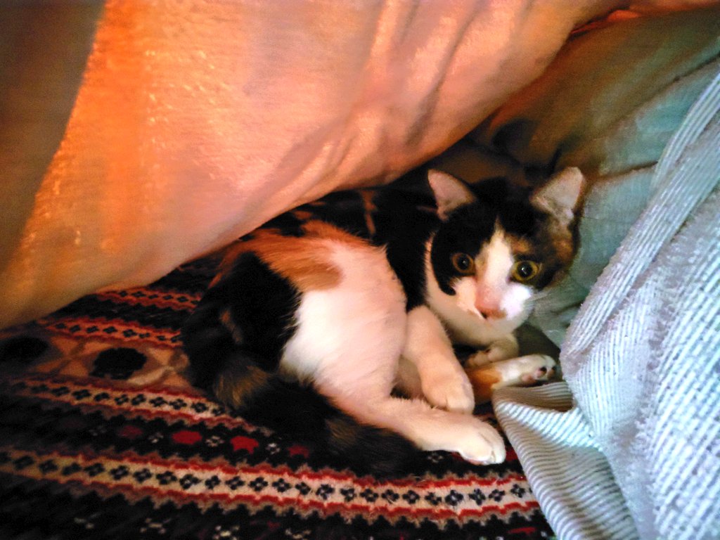 もしそうなら、おそらくそれに関する見積もりがあるでしょう。猫はユニークな性格を持つとても興味深い生き物なので、あなたの毛むくじゃらの友達を最もよく体現する面白い猫の名言を集めました。

ペットとの家庭生活。猫は家に飼い主（若い男性）を迎えます。猫の名言：古代では猫は神として崇拝され