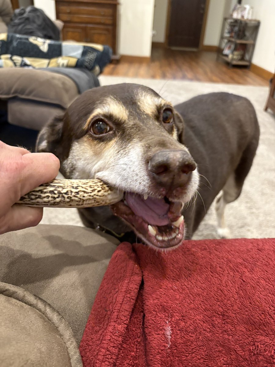 Reese is extremely talented at making her human hold the bone while she chomps on it, without the human ever knowing he/she is doing it.