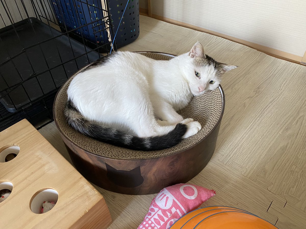 猫を亡くして悲しんでいる友人や家族に贈る適切なお悔やみの言葉を探している場合でも、愛猫を失って悲しんでいる自分自身を慰めるための言葉を探している場合でも、お悔やみのメッセージやお悔やみカード、またはペットの記念碑に使用できる、猫を亡くした時の名言を集めました。🍔🍔🥪🥘🧆🍖🍍🍍🍉