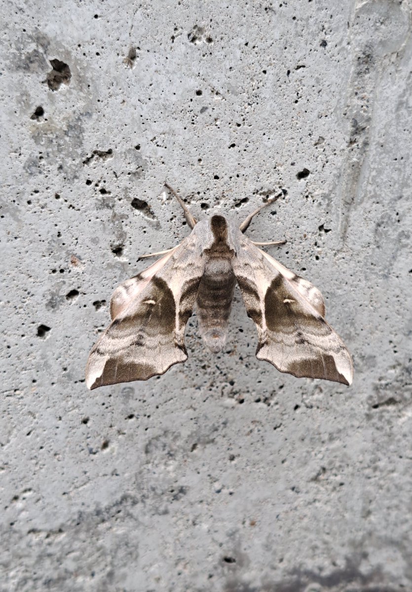 今朝大学で見られたガ

❶ウチキシャチホコ
❷ナカスジシャチホコ
❸ヤスジシャチホコ
❹ウチスズメ
かな？