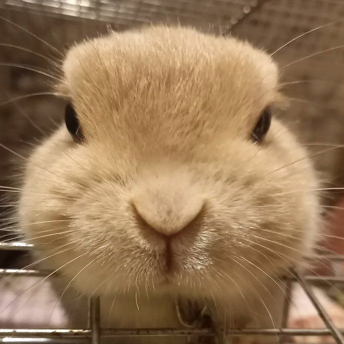 RabbitEveryHour's tweet image. 