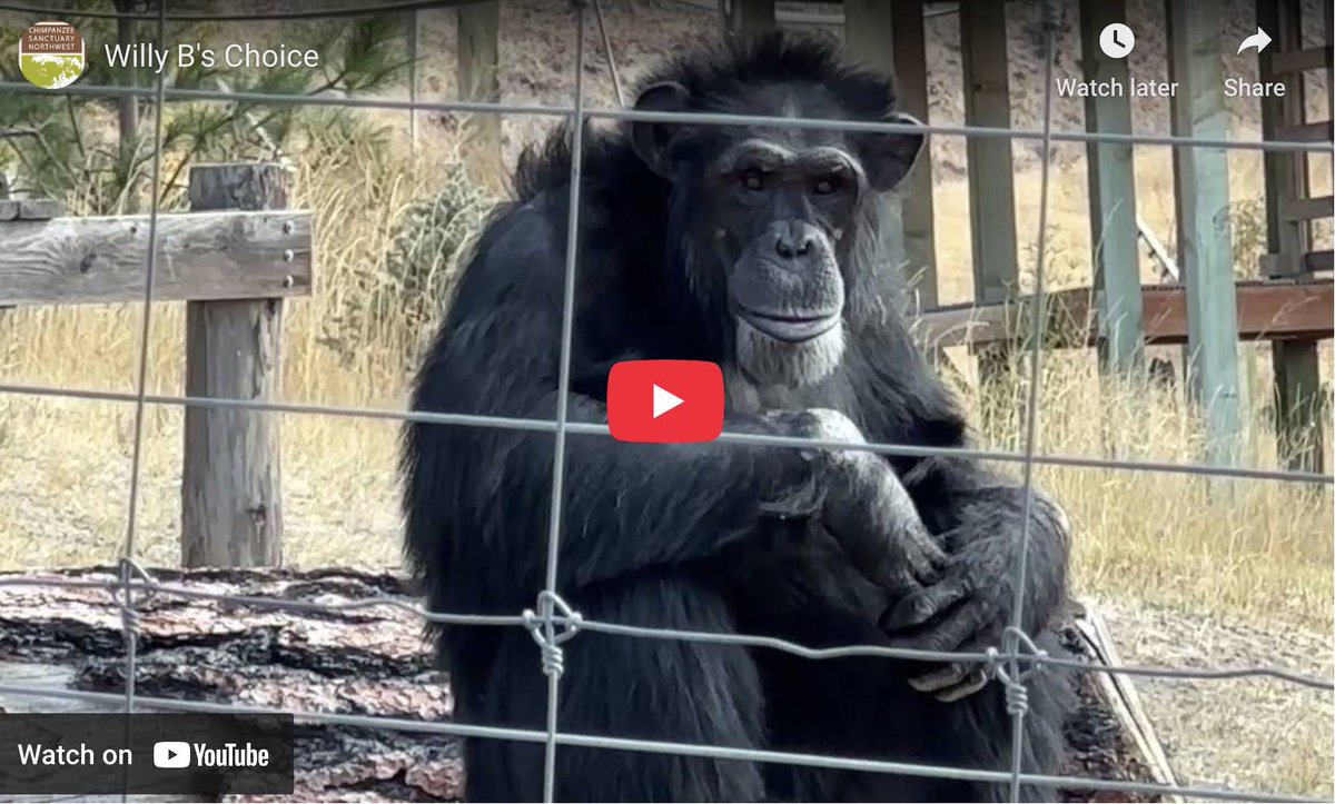 Willy B's Choice -  chimpsnw.org/2025/06/willy-…