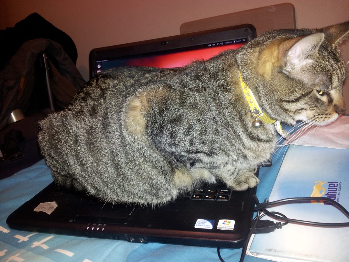 ChapoCatLover's tweet photo. I have not posted anything recently, but this is important enough to share. Today, it's the 4th year anniversary of the death of Simona (my cat), and I wanted to keep her memory alive for as long as I live. (You will forever be missed, my dear feline friend.) https://t.co/7wXM4RrxhK