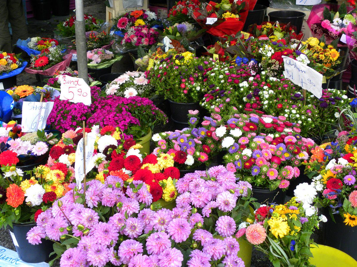 6/7 #오늘의_꽃말 과꽃: 달콤한 꿈
국화과 꽃으로 원산지는 한국 북부와 만주 동남부예요. 여름에 꽃을 피우는데 빨강, 분홍, 자주, 노랑, 흰색 등 색이 다양하고, 개량 품종도 많아요. 화단에 심는 꽃으로도 자주 쓰인답니다.