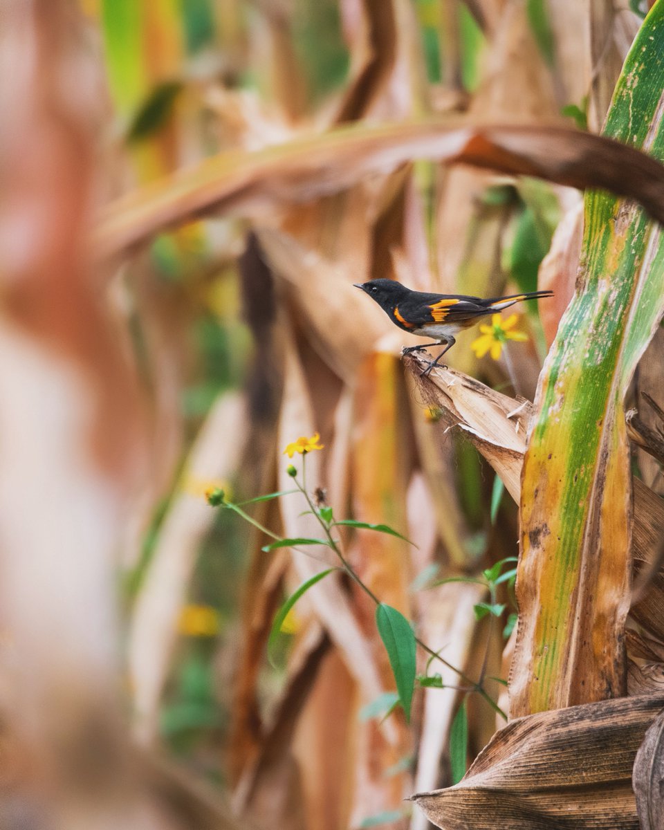 omg i forgot to share this one on here !!! american redstarts apparently love a good cornfield which is so on brand for their halloween vibe