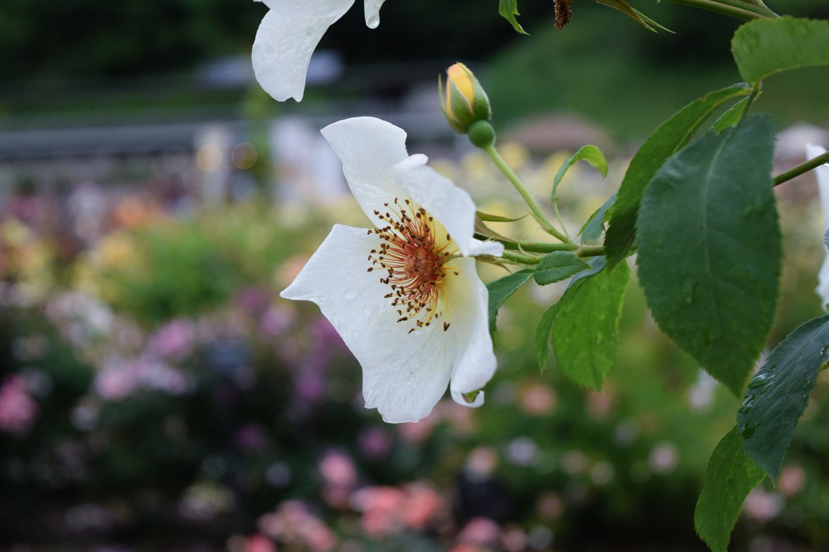 Ay07290000's tweet photo. 岐阜ワールドローズガーデン🌹
 #岐阜ワールドローズガーデン
 #花 #薔薇 #写真好きな人と繋がりたい https://t.co/Bk0KM3MZqA