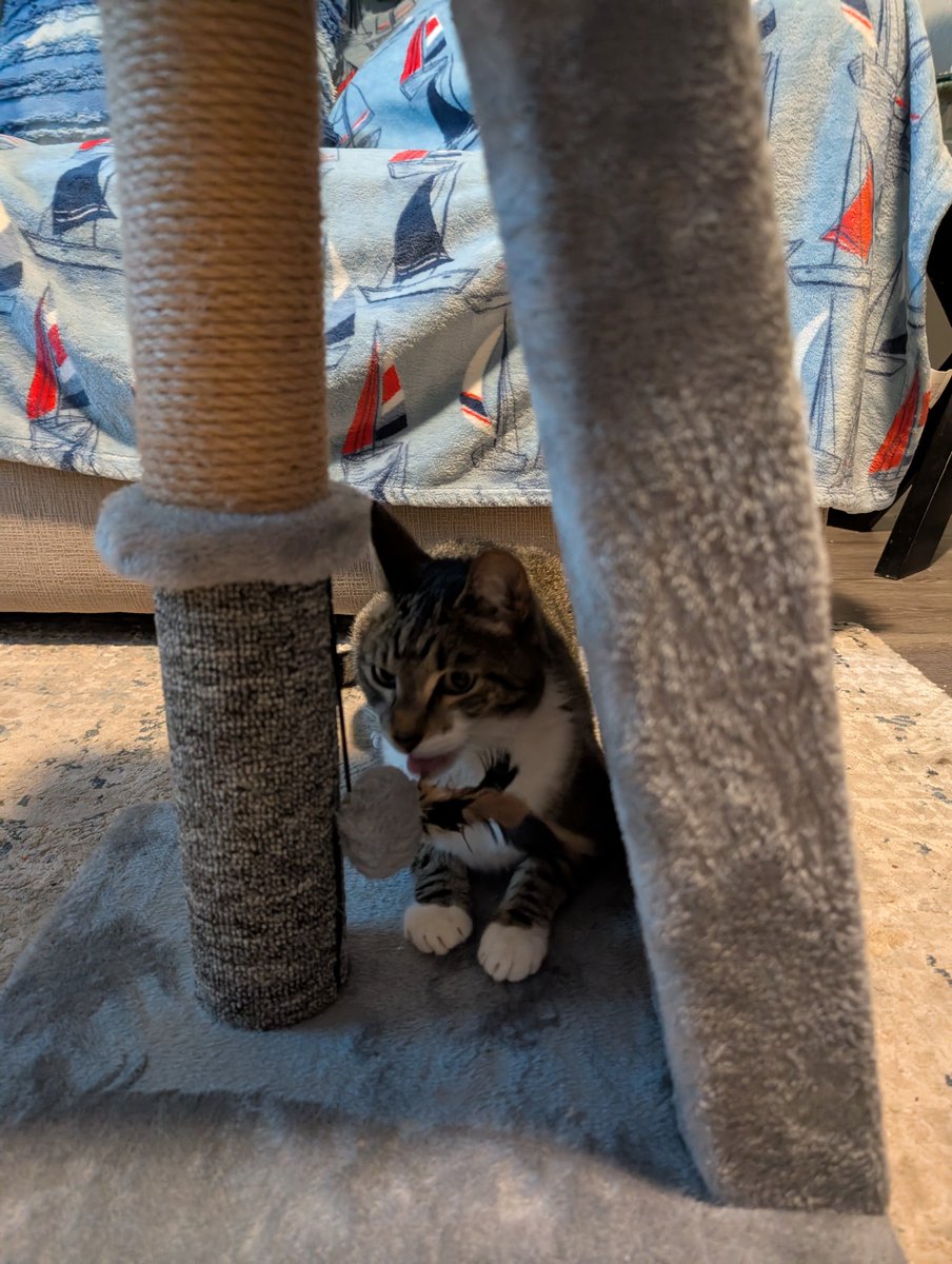 movielass128's tweet image. Handsome Tommy is not getting older, just more assiduous, spirited and as always, uber spoiled.😸😻 He is already fiddling with his two new scratchers. Happy 11th Birthday Giraffe cat!!! 😽🎉 #catbirthday. #spoiledcat. #petmama. #catvibes.