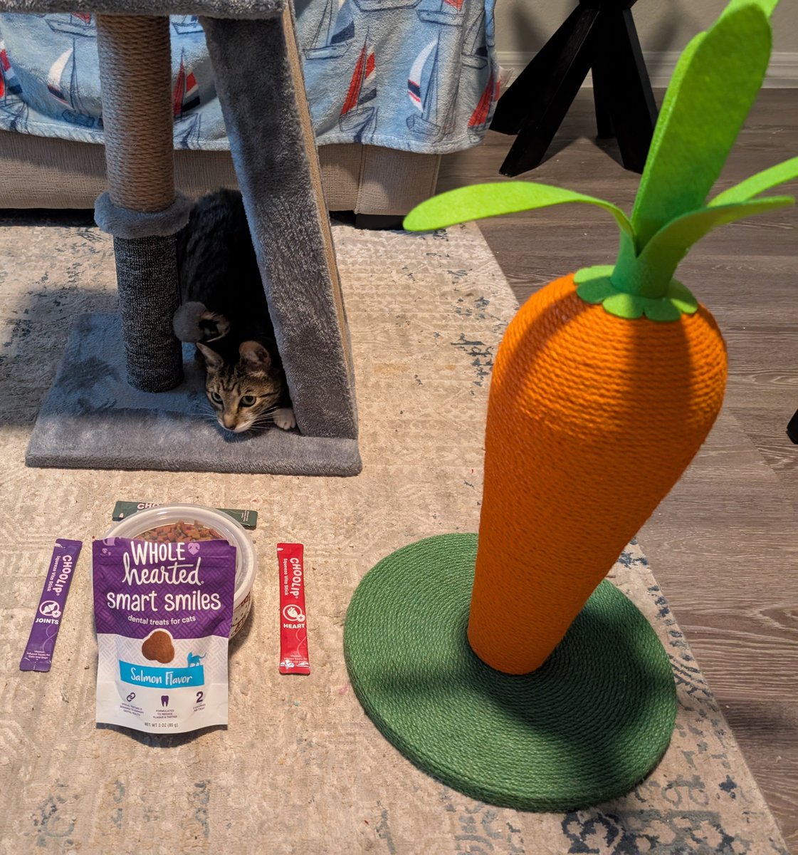 movielass128's tweet image. Handsome Tommy is not getting older, just more assiduous, spirited and as always, uber spoiled.😸😻 He is already fiddling with his two new scratchers. Happy 11th Birthday Giraffe cat!!! 😽🎉 #catbirthday. #spoiledcat. #petmama. #catvibes.