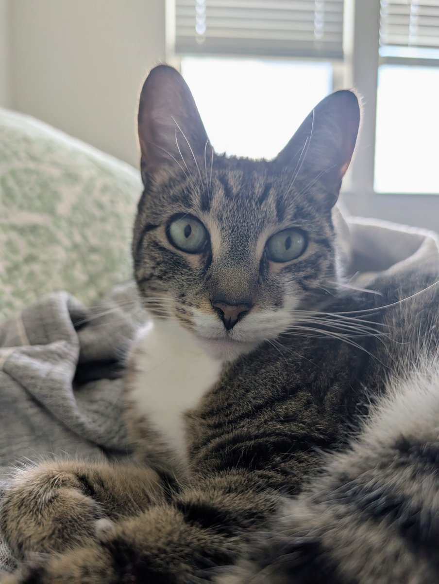 movielass128's tweet image. Handsome Tommy is not getting older, just more assiduous, spirited and as always, uber spoiled.😸😻 He is already fiddling with his two new scratchers. Happy 11th Birthday Giraffe cat!!! 😽🎉 #catbirthday. #spoiledcat. #petmama. #catvibes.