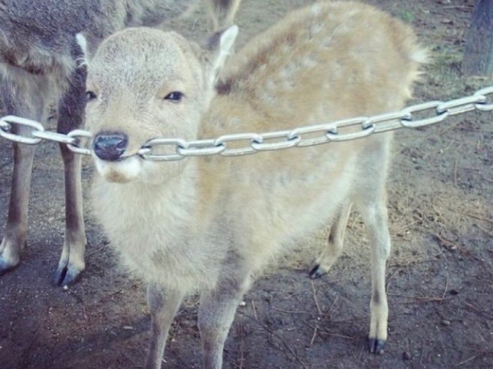 nelsynski's tweet photo. Freaky ah lil deer https://t.co/Ea4iBPYVG5
