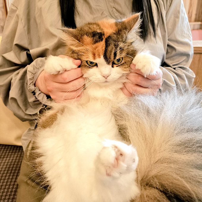 写真と違くないですか?って言う実績を解除 どっちも可愛いよ 