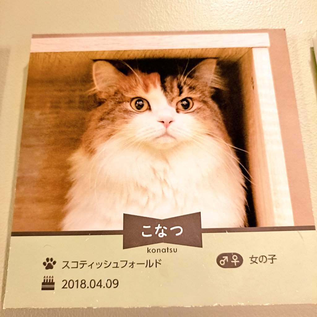 写真と違くないですか?って言う実績を解除 どっちも可愛いよ 