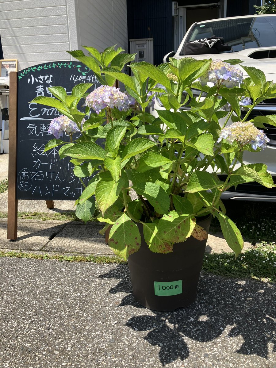 立派なアジサイ、1000円で売り出し中です！
持って帰れない方はご相談を！
お待ちしています