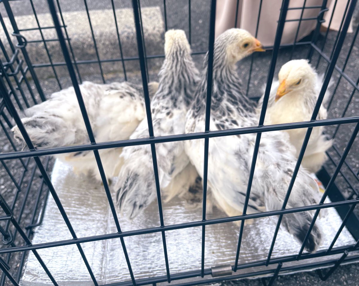 おはようございます😃

今日は 東温市で
かけはしマルシェに参加しています🤭

のどかなエリアで
アットホームな雰囲気で…
こんなお客さんも😄

今日はセラピークレイで
夏肌ケアのレスキュージェルを
作ります😊

ぜひ お立ち寄りくださいませ〜👋