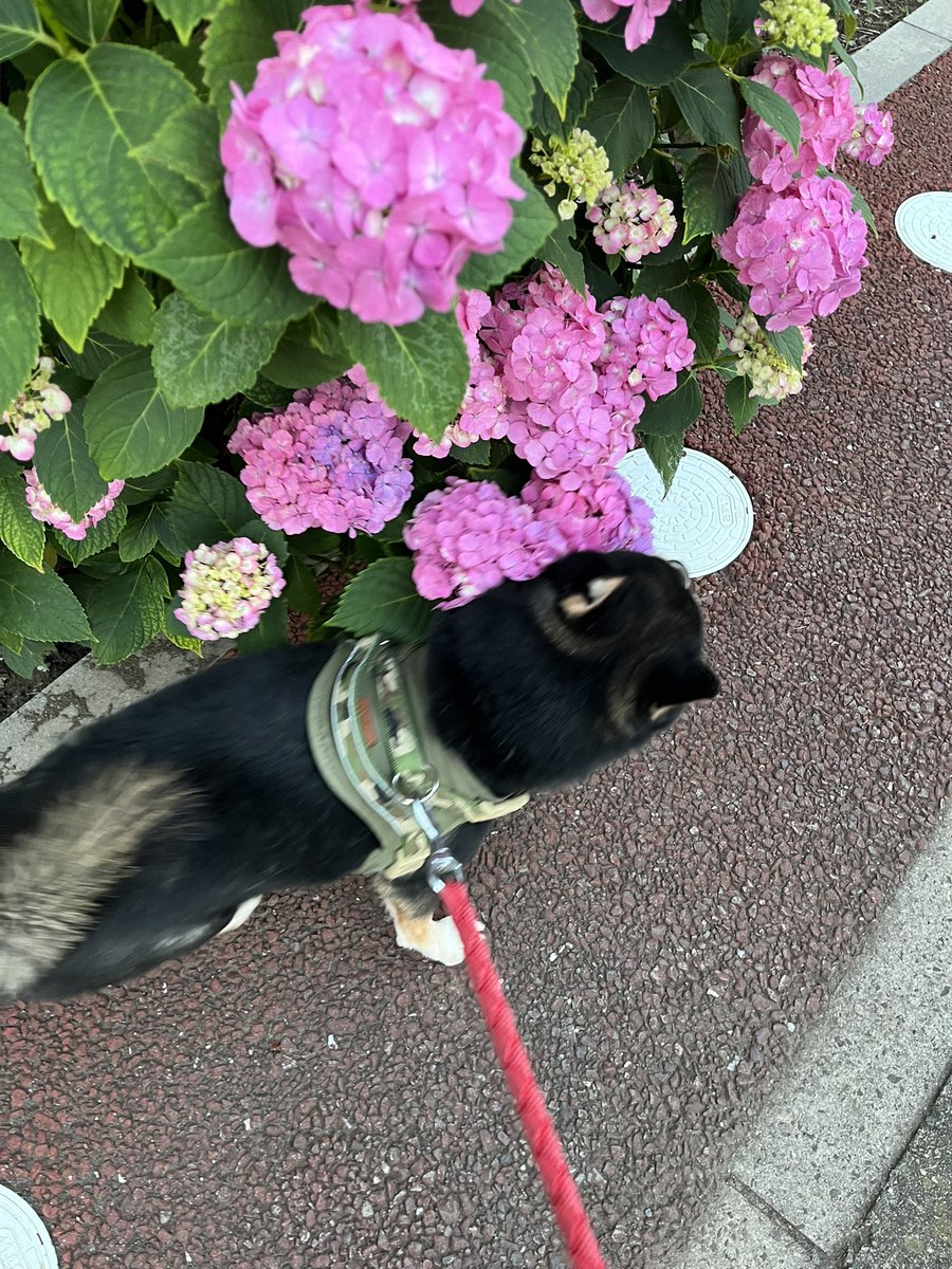 あじさいさん
きれいだね🥰