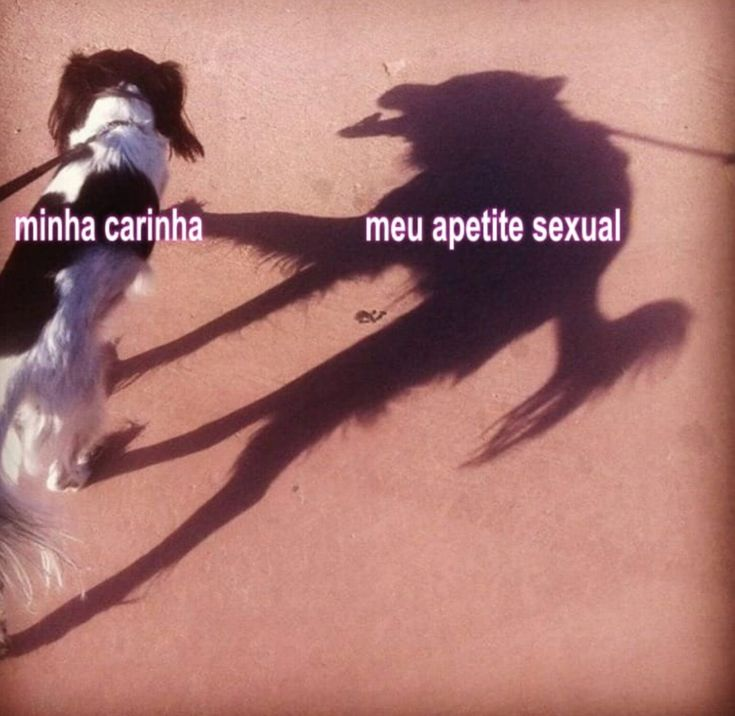 perfil dedicado a gatinhos e peitos (@odeiootaco) on Twitter photo 