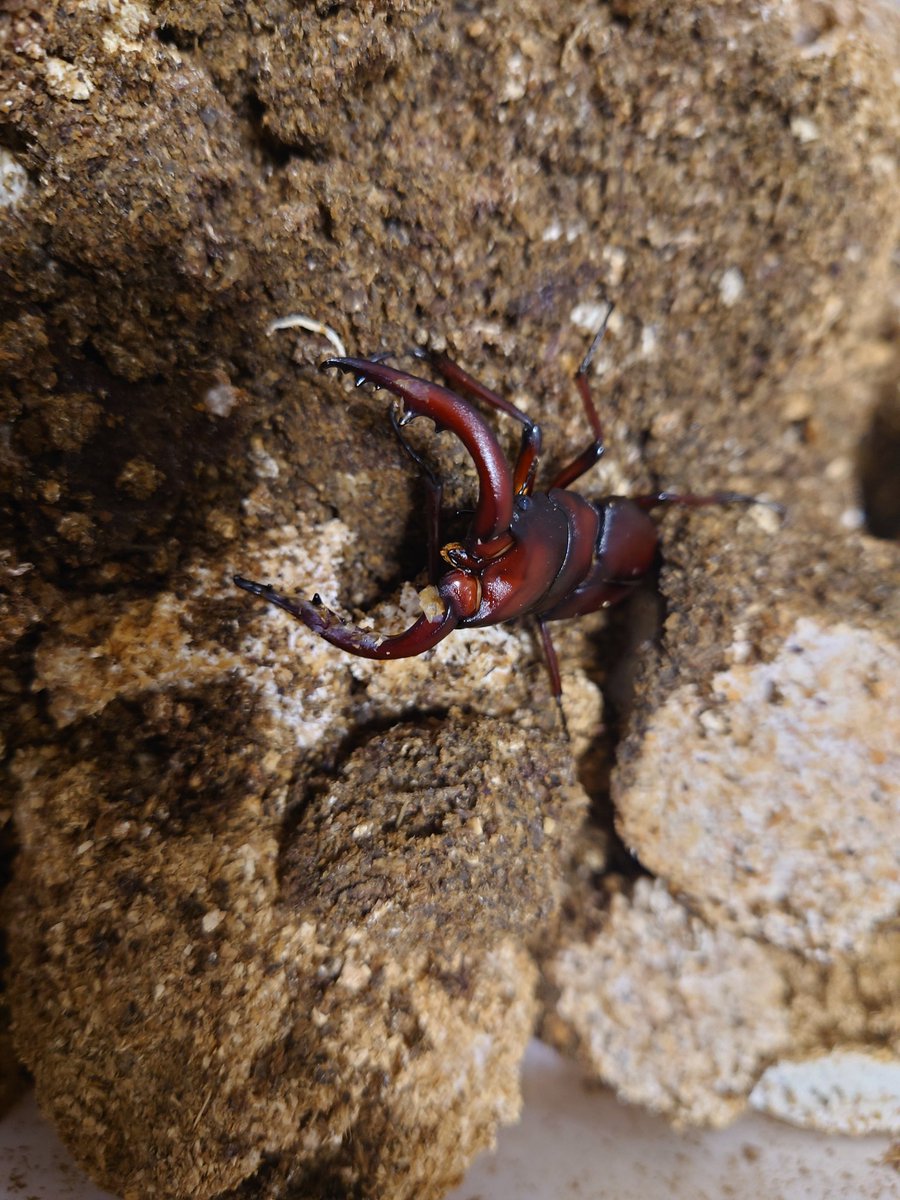 ノコギリクワガタが続々と羽化！
カッコいいなー😊