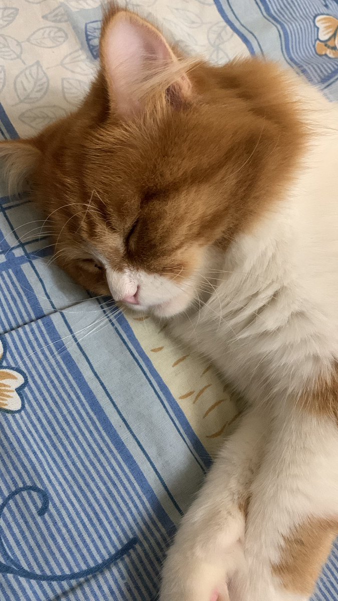 🐈‍⬛ (@mminnaahh) on Twitter photo 