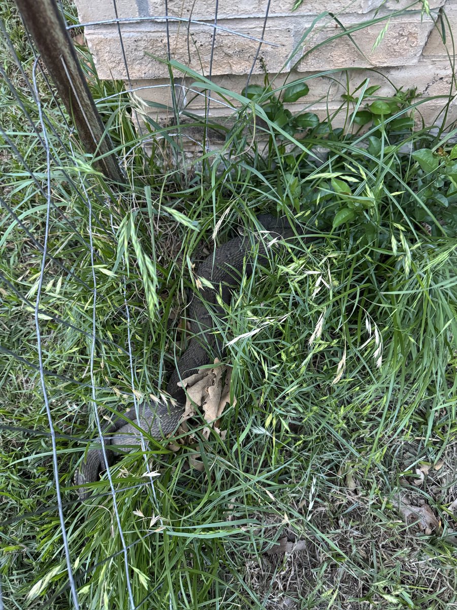 sky_mutt's tweet image. Had to capture and relocate this dude.

About 4’ long.  I estimate about 5” in diameter.  He’d eaten recently. Rat Snake