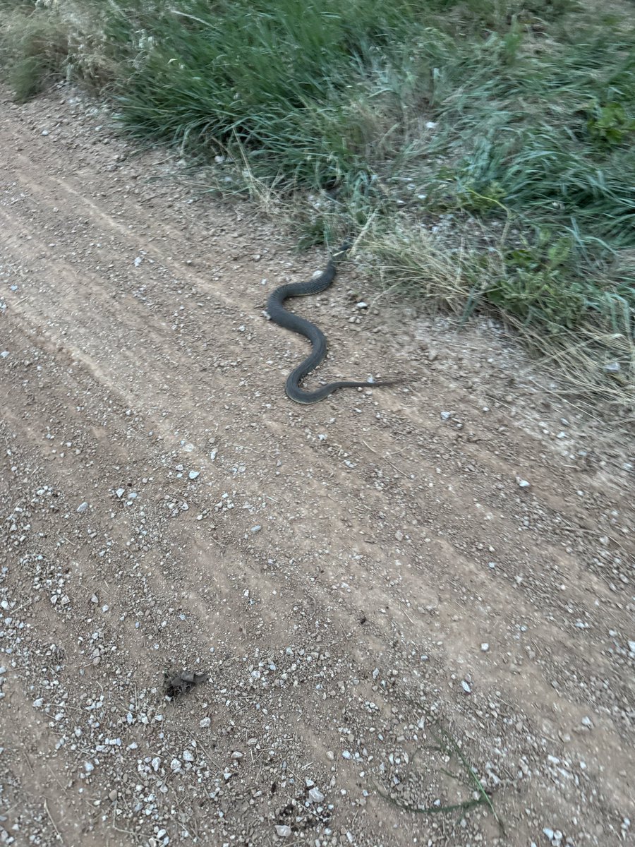 sky_mutt's tweet image. Had to capture and relocate this dude.

About 4’ long.  I estimate about 5” in diameter.  He’d eaten recently. Rat Snake