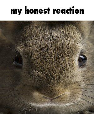 Bunnies (@rabbiteveryhour) on Twitter photo 