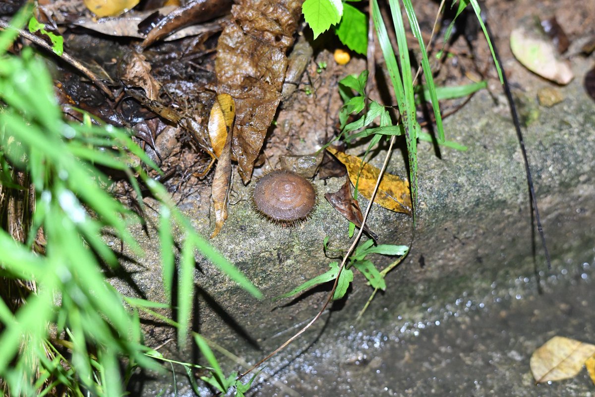 クロイワオオケマイマイ

お馴染み巨大なケマイマイ。見かけると石垣島に来た感？がありますね。