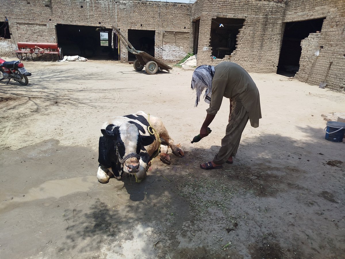 Ndhakku's tweet image. Foot and Mouth is wreaking havoc in Punjab for last two months yet the @GovtofPunjabPK and @PunjabLivestock remain unmoved.
According to @WOAH this year the deadly virus arrived with a new strain which is proving lethal.
I report in today's @dawn_com
dawn.com/news/1915889/f…