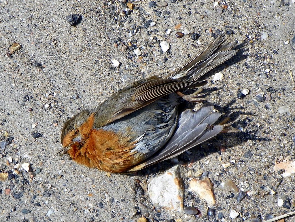 aar0nctrlfc's tweet image. early morning walk and saw a robin dead, it’s a sign.

cmon the wire🐺