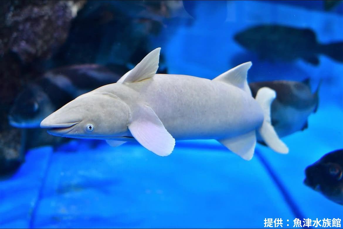 魚津水族館 ナガコバン君のネーミングですが、 投票の結果「バンチャン