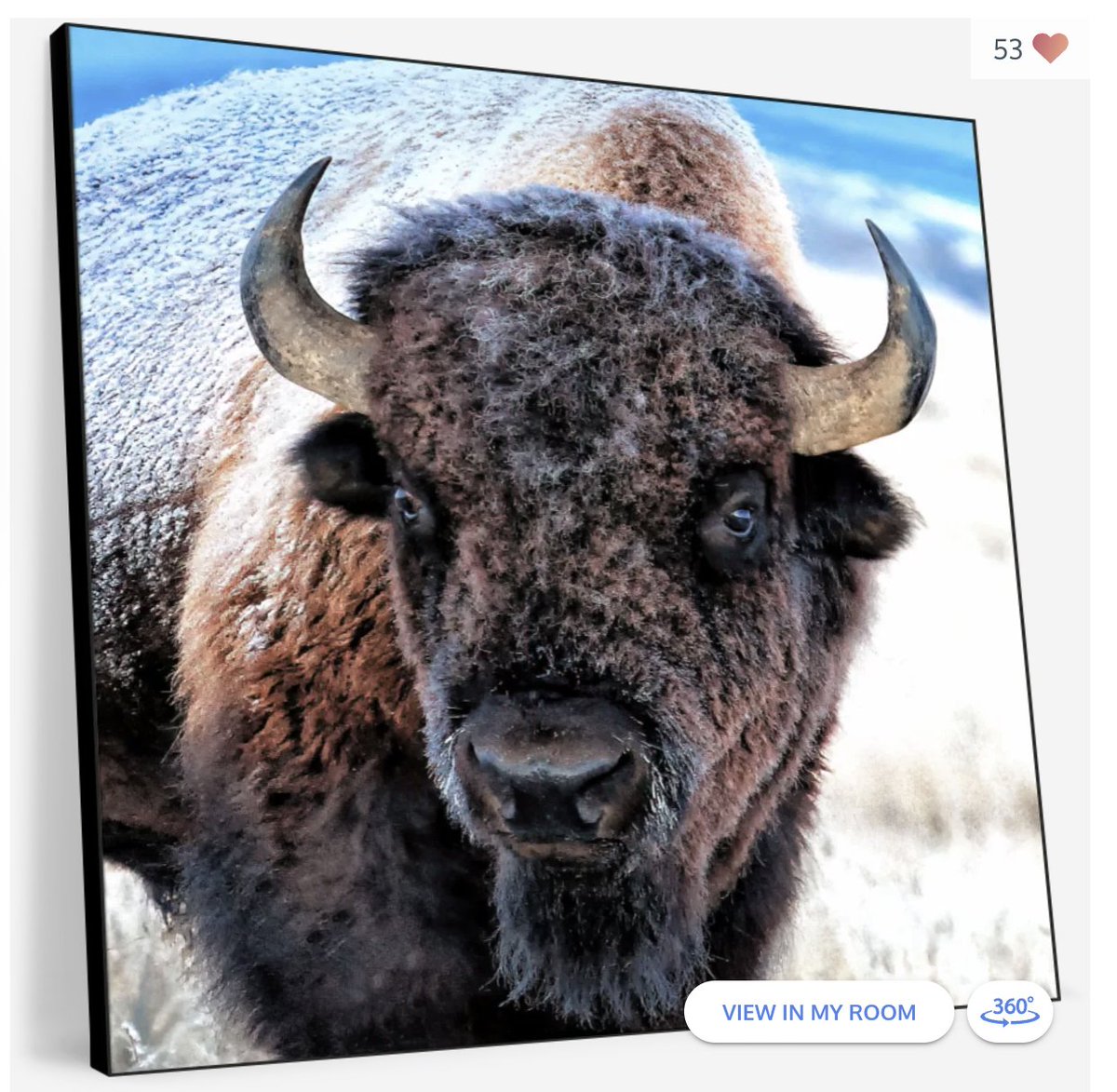 Snow-Covered American Buffalo Wall Art   Majestic and enduring, this buffalo stands strong against a snowy backdrop.   elephantstock.com/products/snow-… American buffalo in snow, rustic wildlife wall art.   #BuffaloArt #WildlifeCanvas #SnowScene #RusticVibes #Messi #olenaart #elephantstock