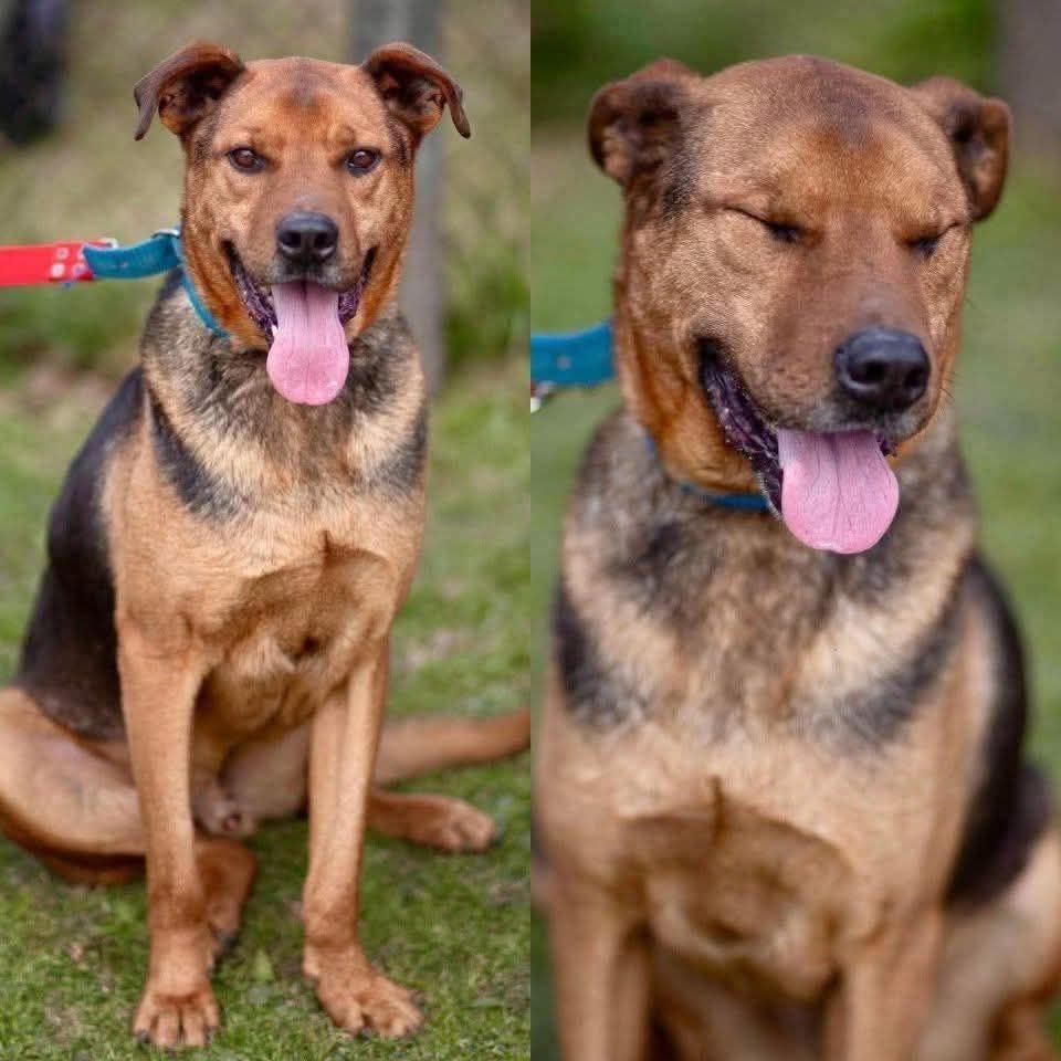 El Campito Refugio (@elcampito) on Twitter photo Giorgio creció en el refugio, pasó la vida en los caniles.
Hoy sigue esperando. 💔
Es un perro grande, de esos que tienen tanto amor para dar y te inundan de besos.
Si creés que vos sos esa familia, escribinos a adoptantesdelcampito@gmail.com y nos ponemos en contacto🧡 Giorgio creció en el refugio, pasó la vida en los caniles.
Hoy sigue esperando. 💔
Es un perro grande, de esos que tienen tanto amor para dar y te inundan de besos.
Si creés que vos sos esa familia, escribinos a adoptantesdelcampito@gmail.com y nos ponemos en contacto🧡
