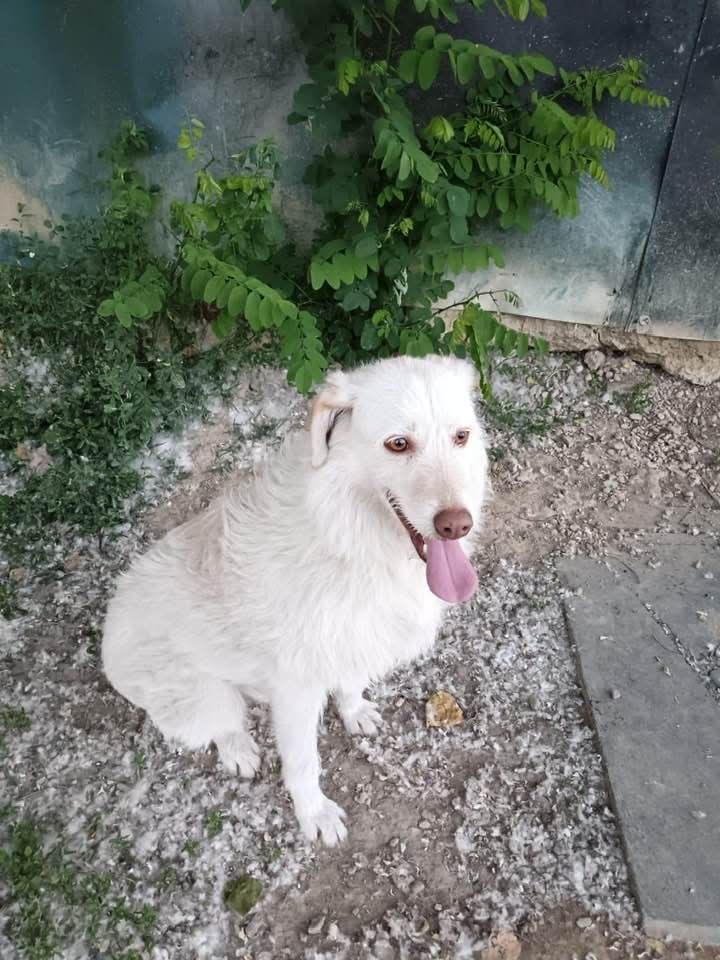 Ginny, 3 anni,tg media, timida non si fa notare molto ma con un po'di pazienza si scioglie perché è dolce. Sana, vaccinata, sterilizzata.  Si trova in prov. Biella ma la volontaria ha tanti stalli e non riesce a salvare altri cani. Info 3473602518. Troviamo una 🏡 a Ginny 🙏❤️