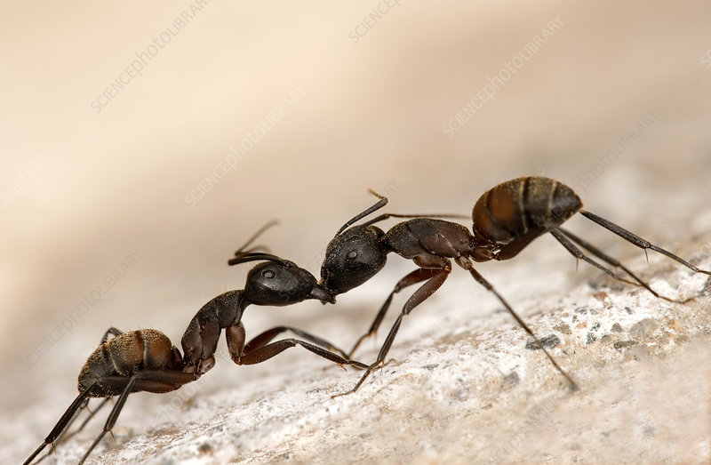 PLZ  NOMINATE  ME 🙏🙏

Thode der pehle mei dekha ghar k bahar do ants jhagda kar rahe thay..I went to them talked to them, personally..helped them to calm down and stopped the fight..finally,  ceasefire happened coz of me

Now this Ant-Samajh &amp; aap sabhi log mujhe Nobel Peace
