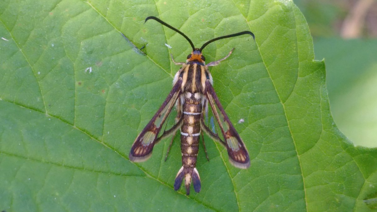 A beautiful Chamaesphecia sp. in the #garden on a Common Hop leaf. 
#Insects deserve quality #habitats which means ensuring #hedges that provide shelter are available.
Want to help my work on insect conservation?
Please support my campaign here:
gofundme.com/f/help-radosla…
Thank you!