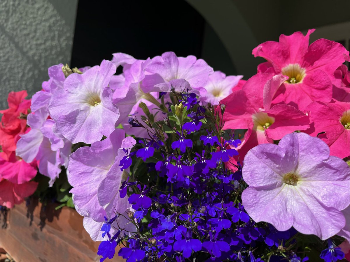 Grab your uplifting dose of nature wherever you can find it, even just out your front door!

“Anywhere You Can Find It” Insights:

hikingautism.com/insights--hike…

#hiking #autism #nature #disabilities #hope #walking #outdoors #selfcare #freshair