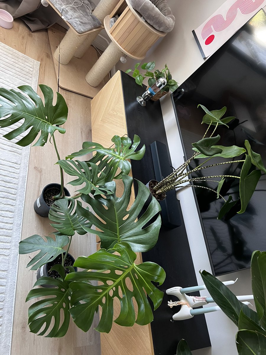 isiLost🍹🪴 tweet media