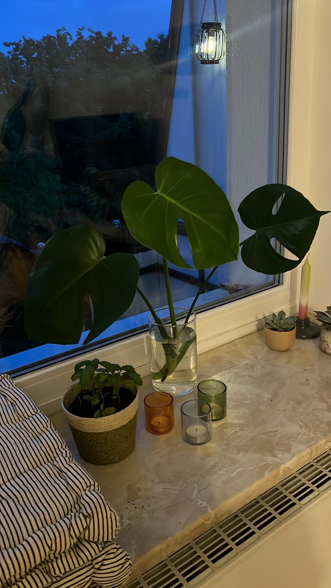 isiLost🍹🪴 tweet media