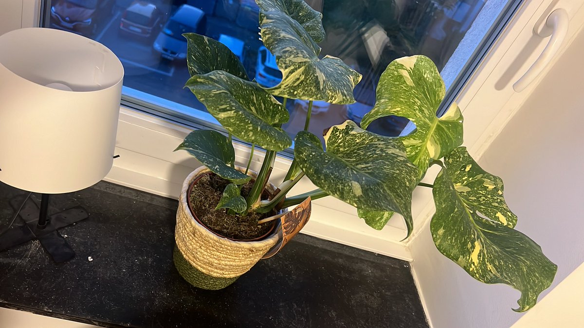 isiLost🍹🪴 tweet media