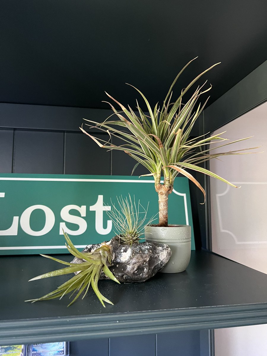 isiLost🍹🪴 tweet media