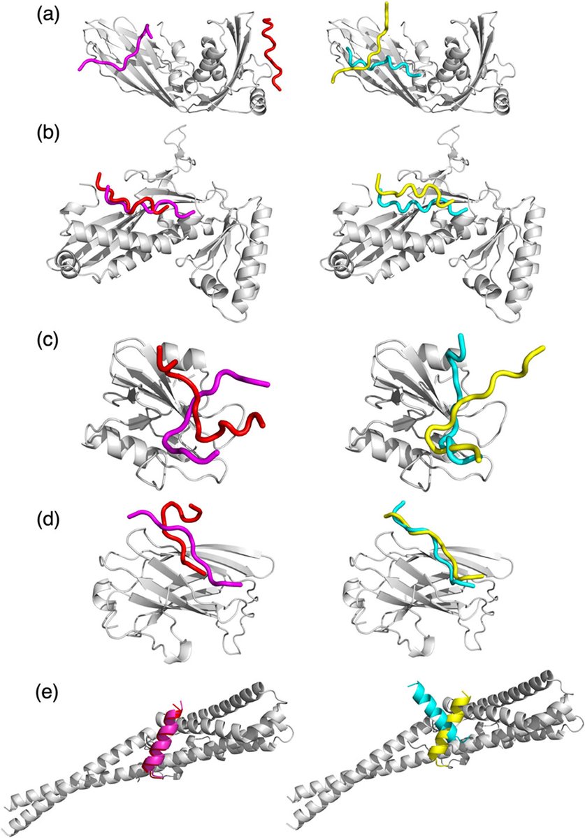 kiharalab's tweet image. Distpepfold, our new peptide docking method is available as a source code and Google Colab notebook!
Paper: pubs.acs.org/doi/10.1021/ac…
Github: github.com/kiharalab/Dist…
Google Colab: colab.research.google.com/drive/1Q1ecUy2…