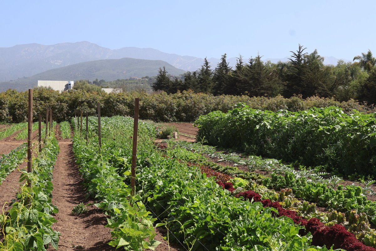 GROW FOOD // FARM CHIA