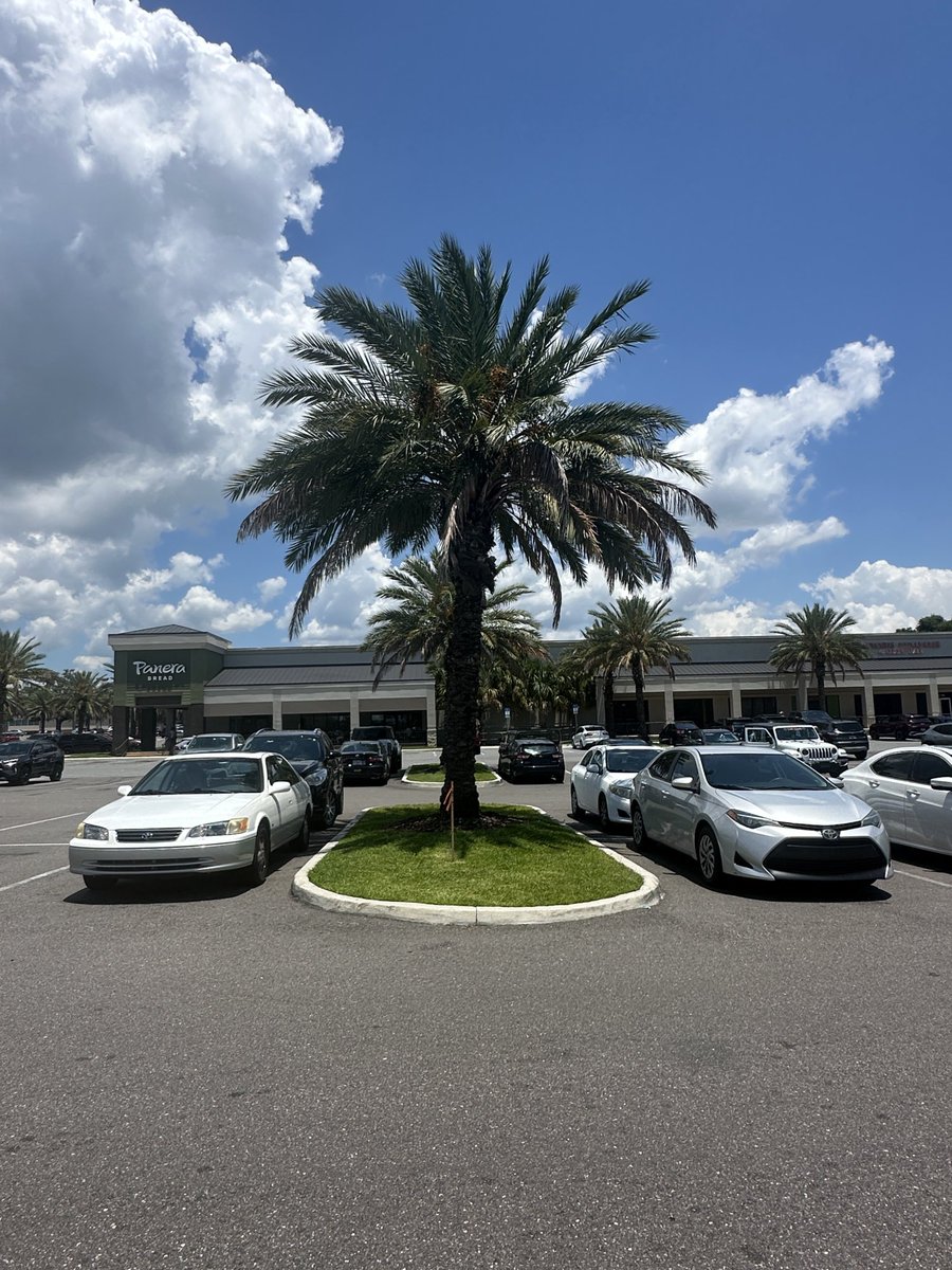 nanjpowell's tweet image. “Palm trees provide shade” is one thing you hear from people who don’t object to the continued overuse of palm trees in NE FL. It’s 95 degrees in this parking lot today.