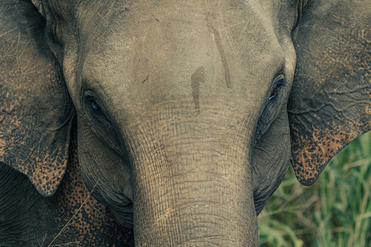 PDKImages's tweet image. When you see one of these magnicent animals, all you can do is watch........
#elephant #minneriya #srilanka #srilankanature #srilankawildlife #calm #beauty
@minneriyanationalpark